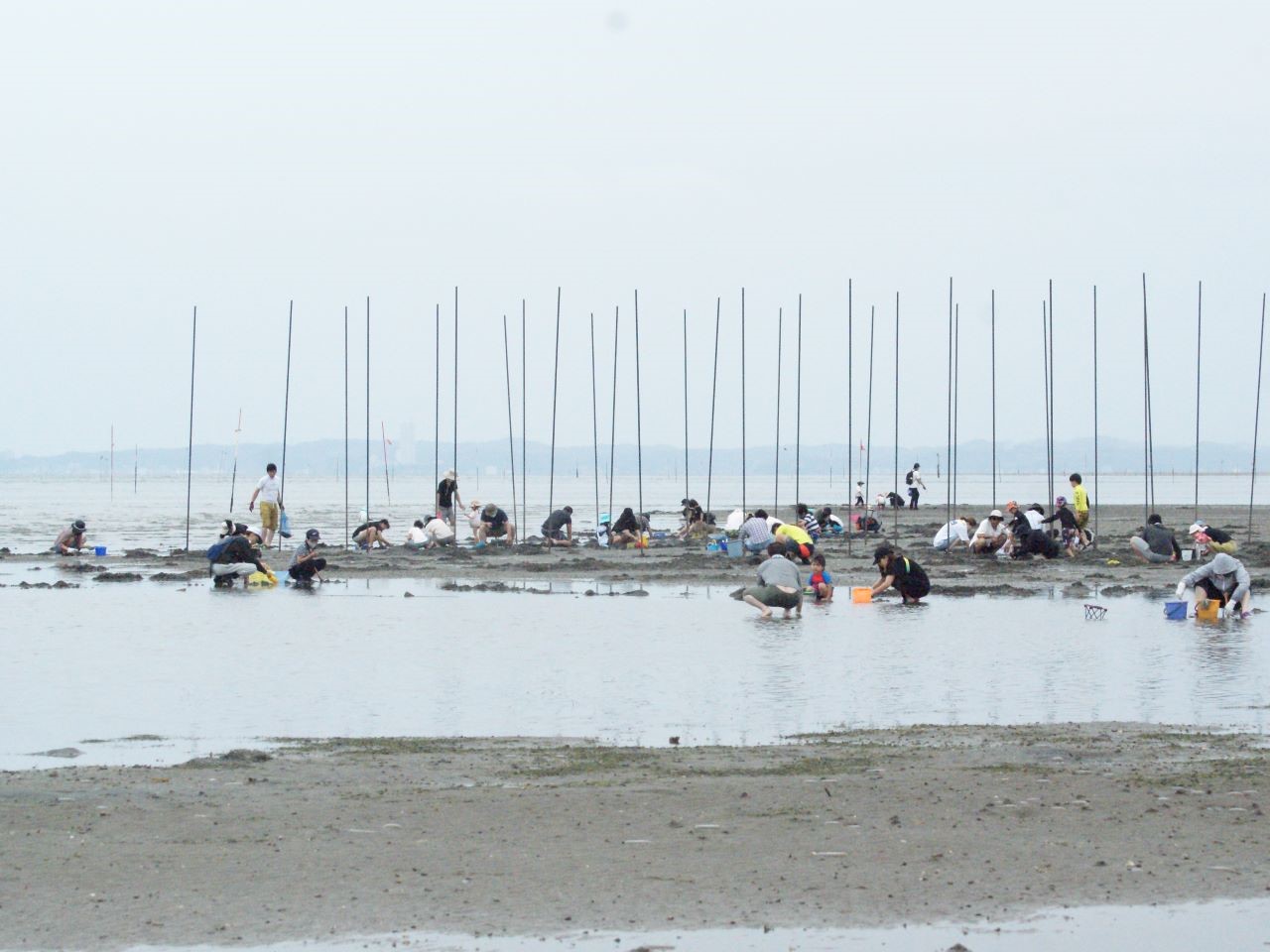 三河湾潮干狩り 吉田漁業共同組合