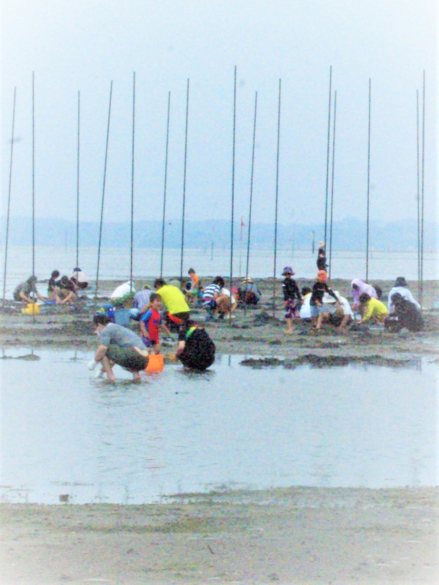 三河湾潮干狩り 吉田漁業共同組合